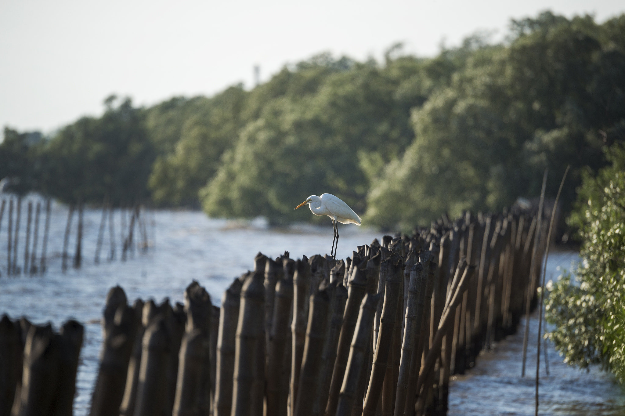 Nikon Df sample photo. Bird photography