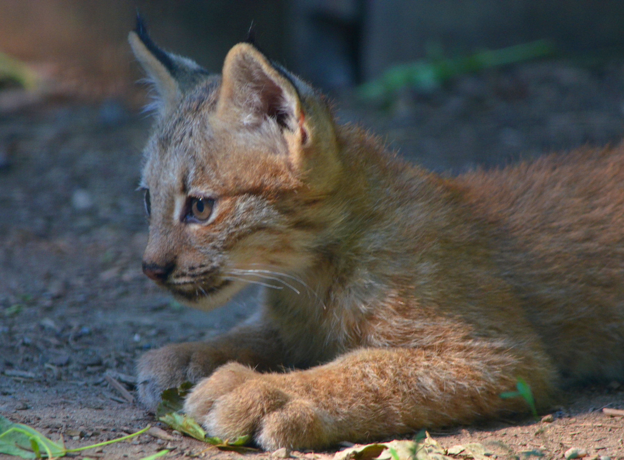 Nikkor 500mm f/4 P ED IF sample photo. Canadain lynx kitten photography