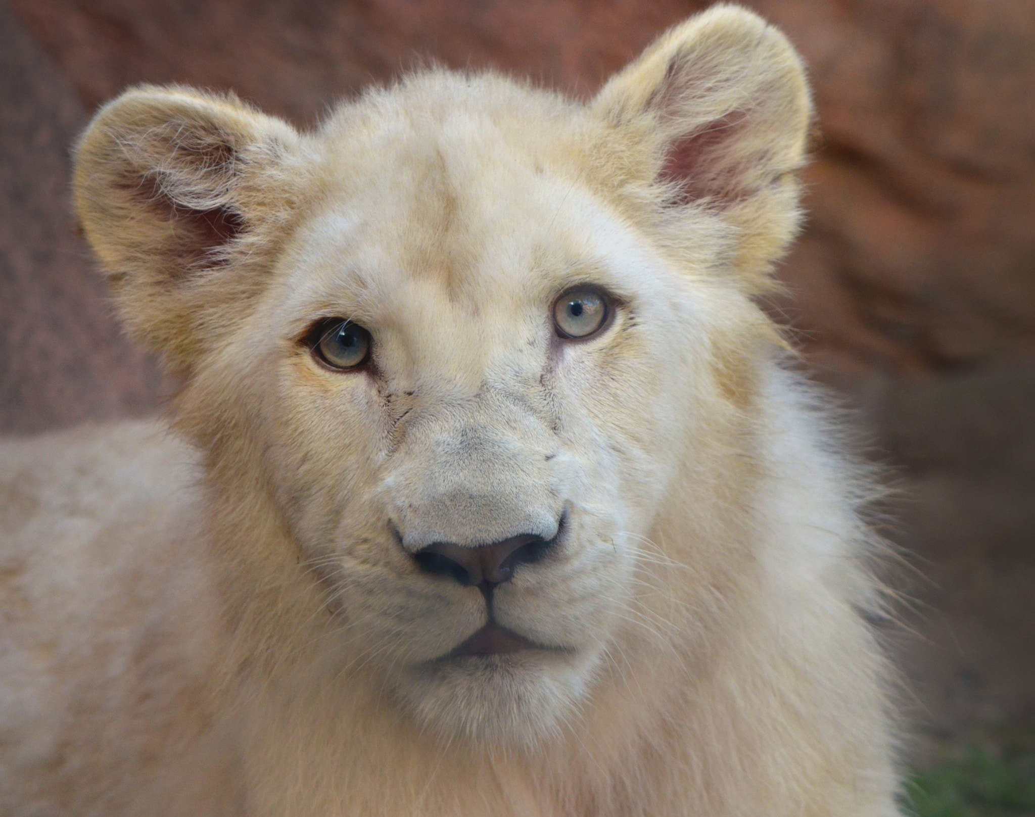 Nikon D7000 + Sigma 50-100mm F1.8 DC HSM Art sample photo. White lion cub photography