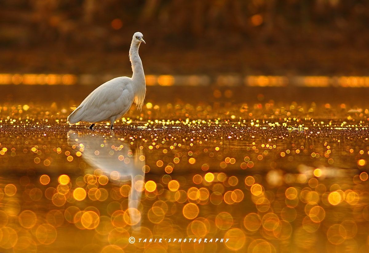 Canon EOS 7D Mark II + Canon EF 400mm F5.6L USM sample photo. Golden glitter photography