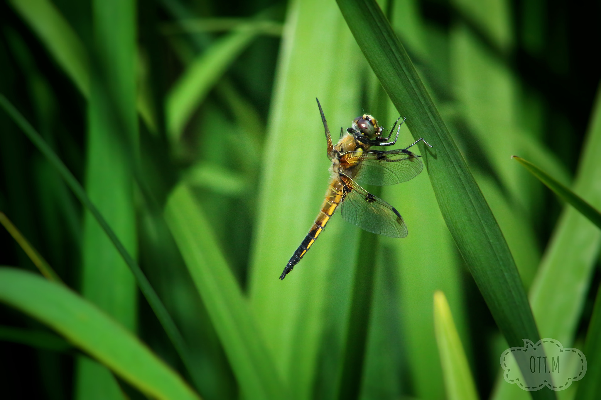 Canon EF75-300mm f/4-5.6 sample photo. Monti motti ti svizzera photography
