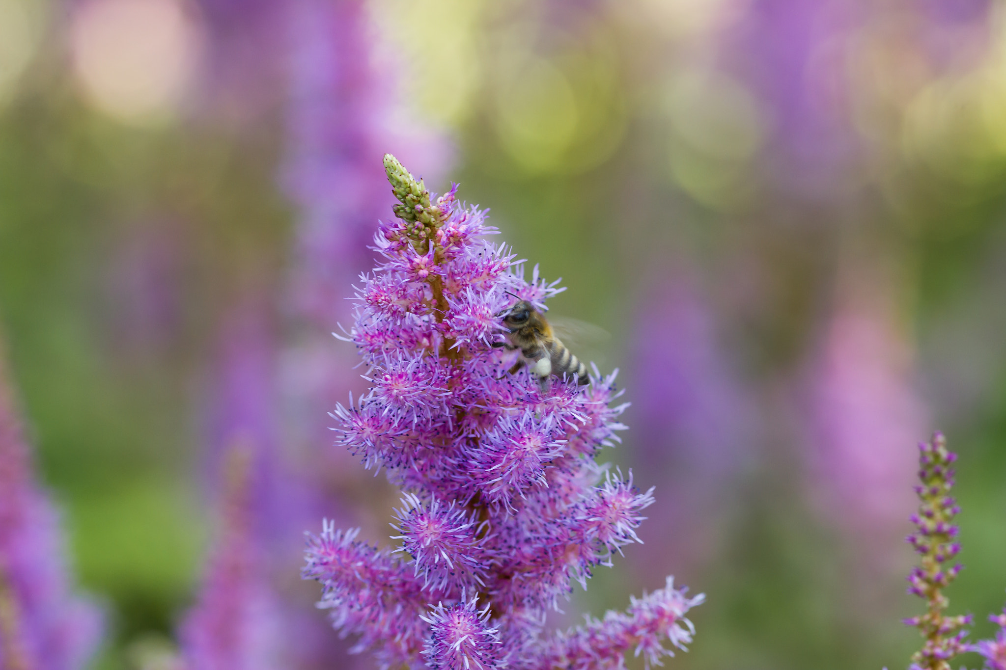 Sigma 105mm F2.8 EX DG OS HSM sample photo. Bee 2 photography