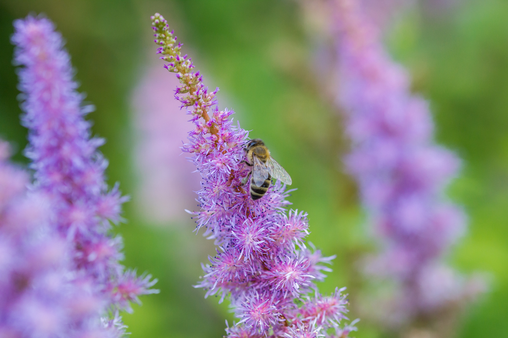 Sigma 105mm F2.8 EX DG OS HSM sample photo. Bee 3 photography