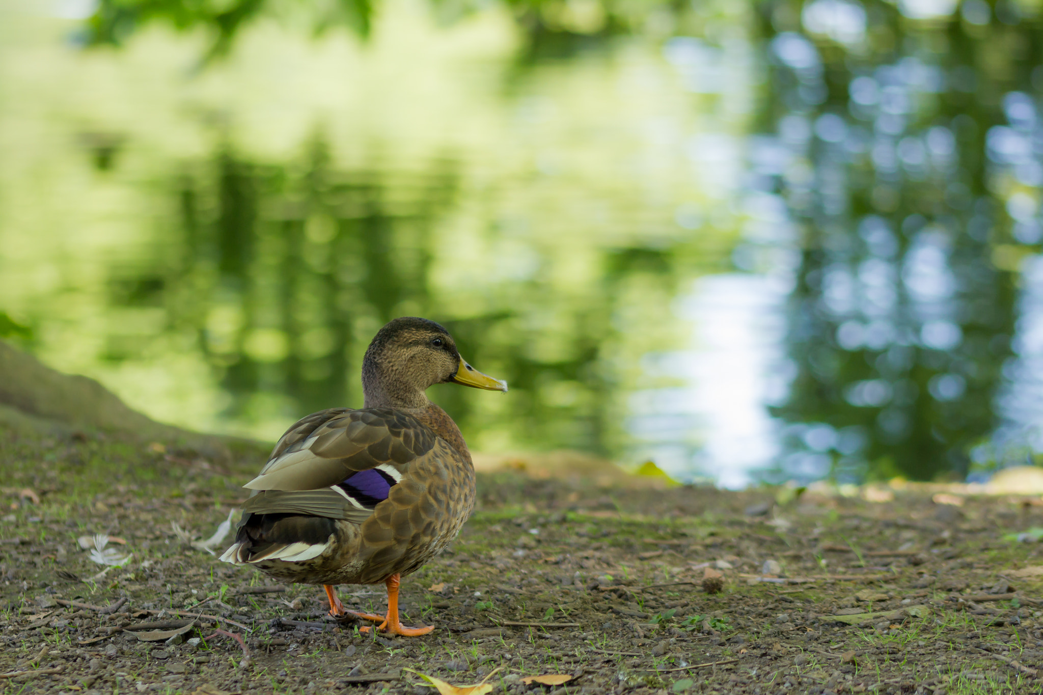 Sigma 105mm F2.8 EX DG OS HSM sample photo. Duck photography