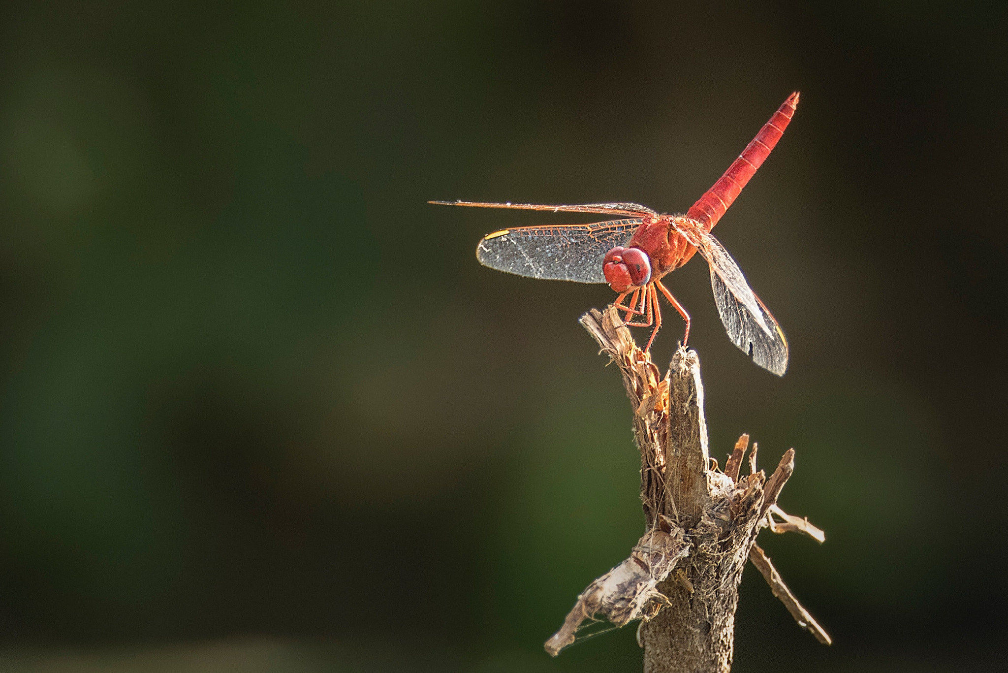 Canon EOS 7D Mark II + Canon EF 800mm F5.6L IS USM sample photo