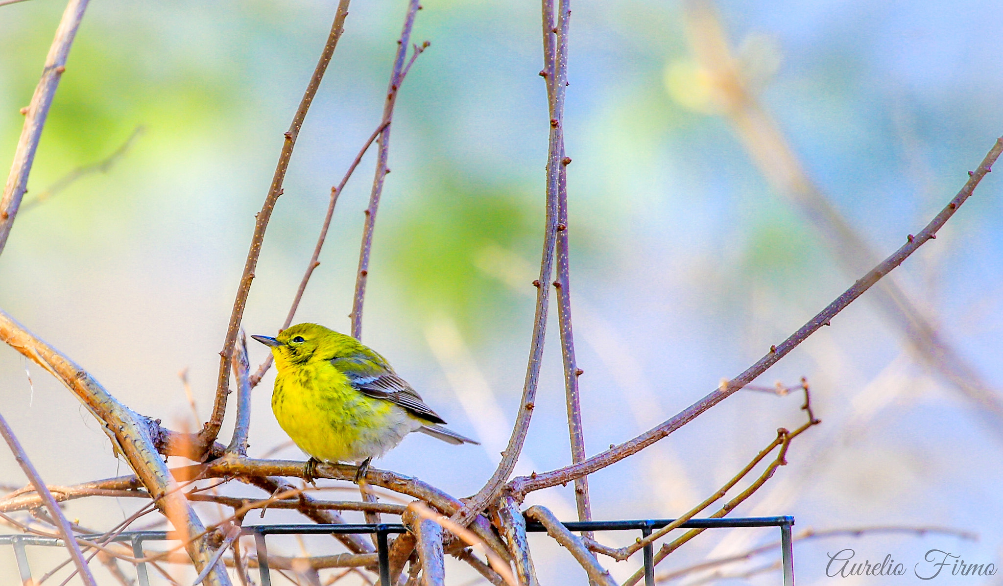 Canon EF 100-400mm F4.5-5.6L IS USM sample photo. Scarlet tanager yellow bird in prospect park, brooklyn, newyork photography