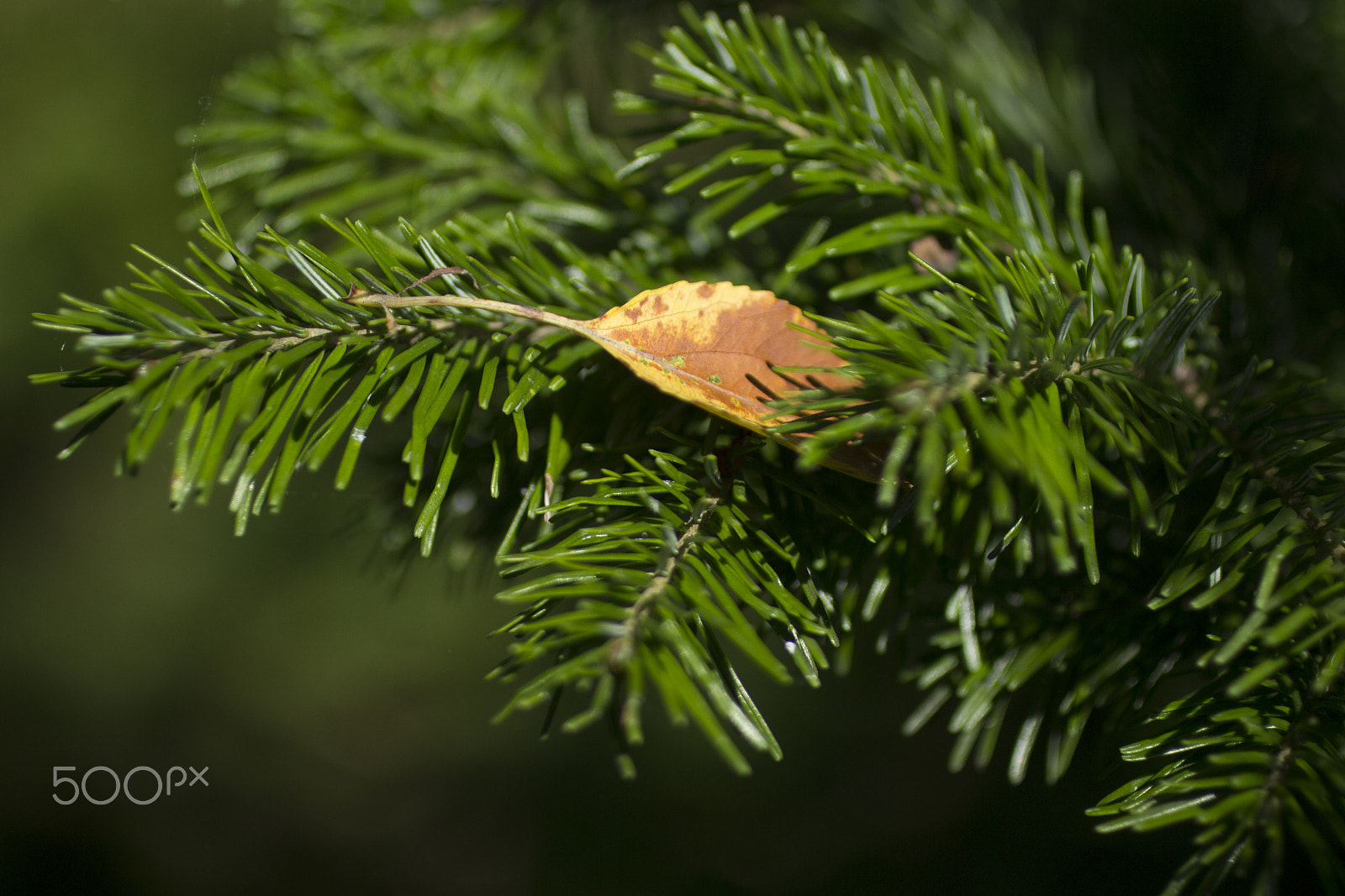 Canon EOS 600D (Rebel EOS T3i / EOS Kiss X5) + Canon EF 50mm F2.5 Macro sample photo. Autumn close photography