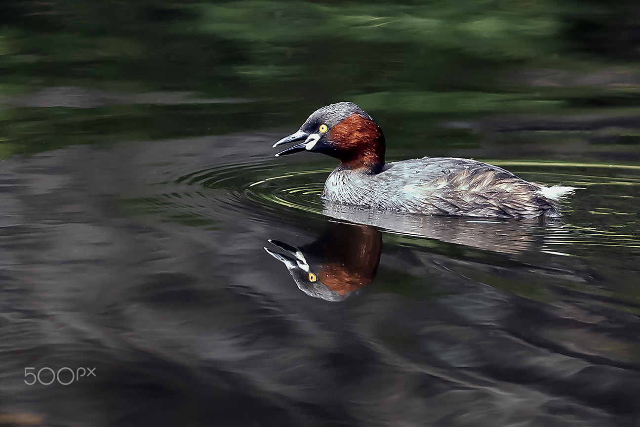Nikon D80 sample photo. Grebe photography