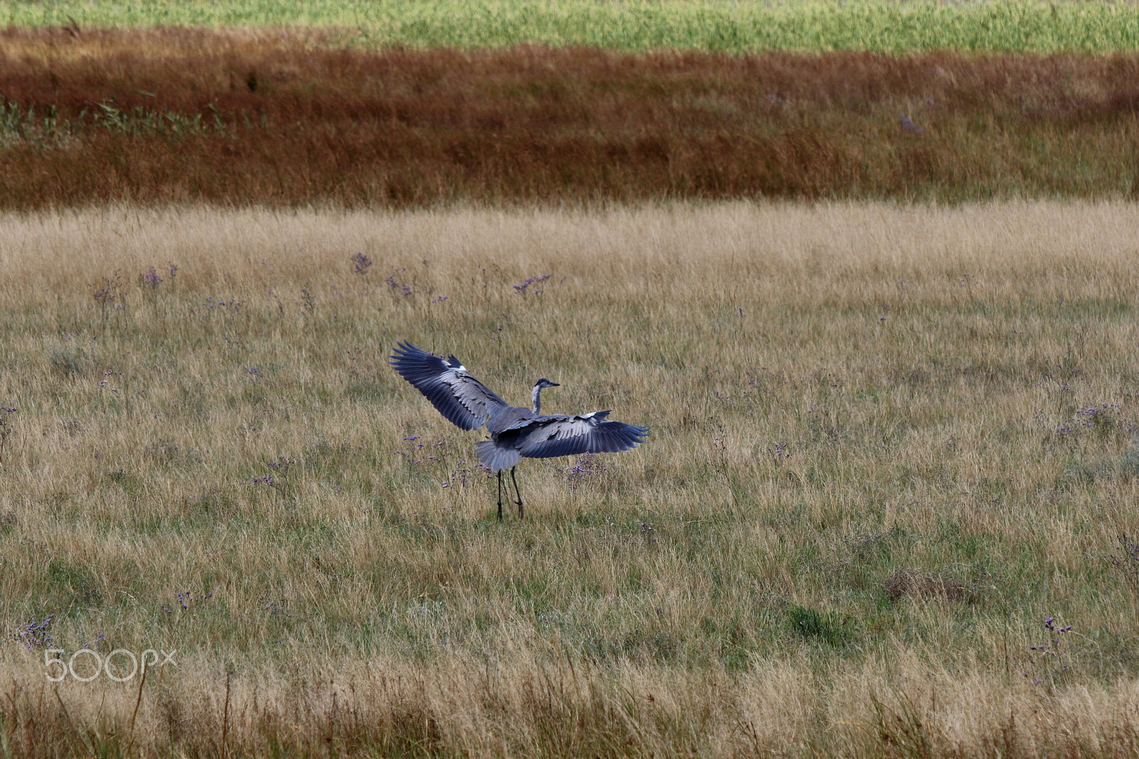 Canon EF 70-200mm F2.8L USM sample photo. Landing* photography