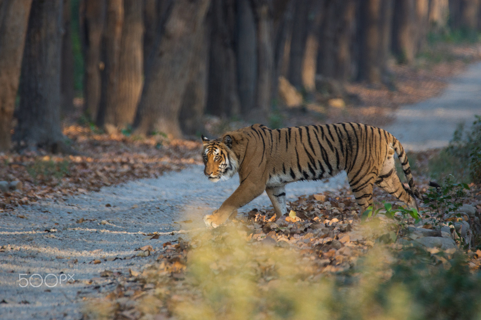 Sony SLT-A65 (SLT-A65V) + Tamron SP 150-600mm F5-6.3 Di VC USD sample photo. The motasaal male tiger photography