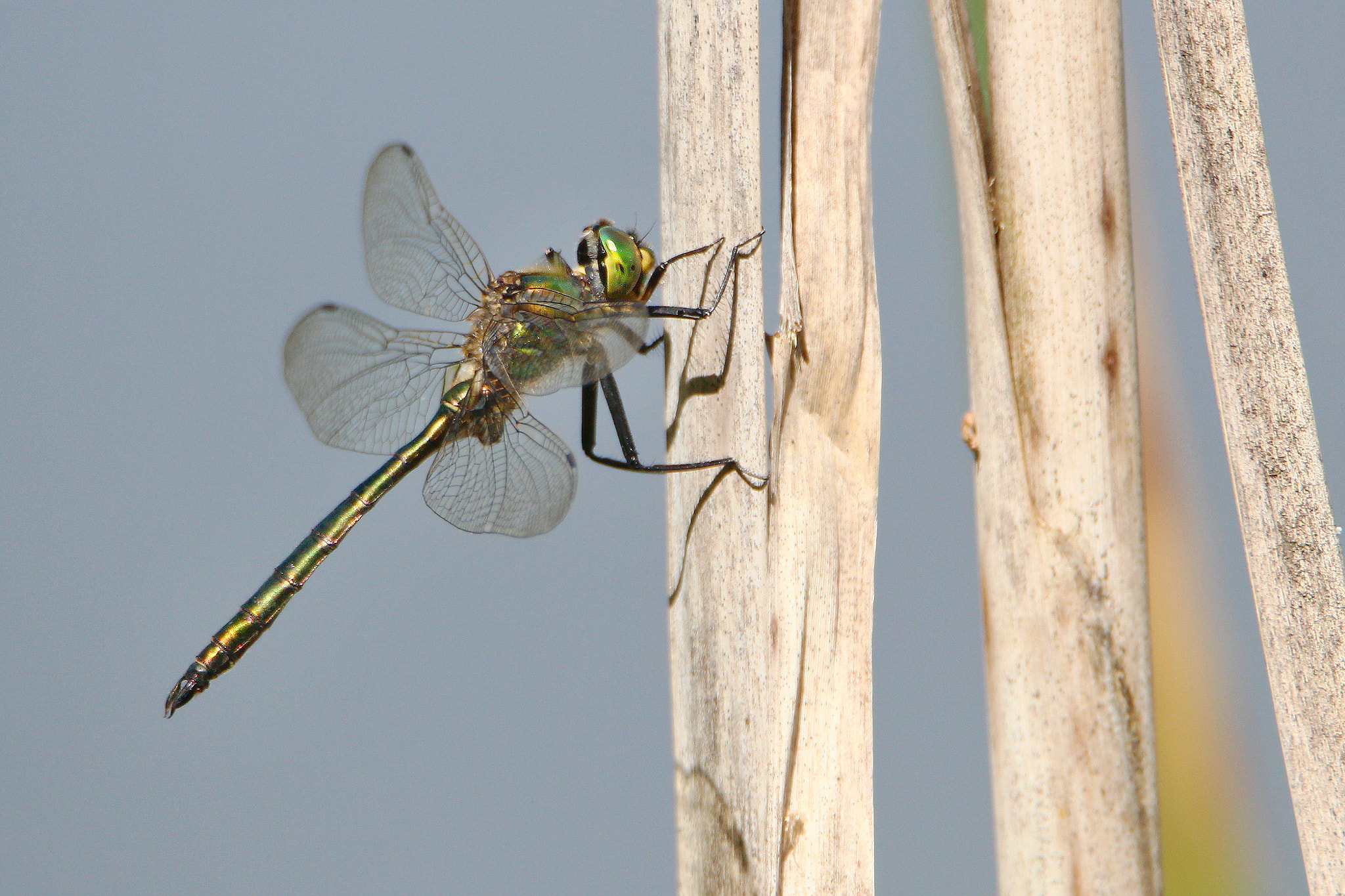Tamron SP 150-600mm F5-6.3 Di VC USD sample photo. Somatochlora metallica photography