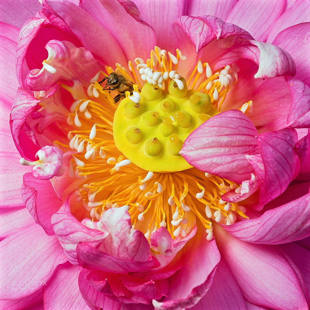 Sony a99 II sample photo. Bee in lotus photography