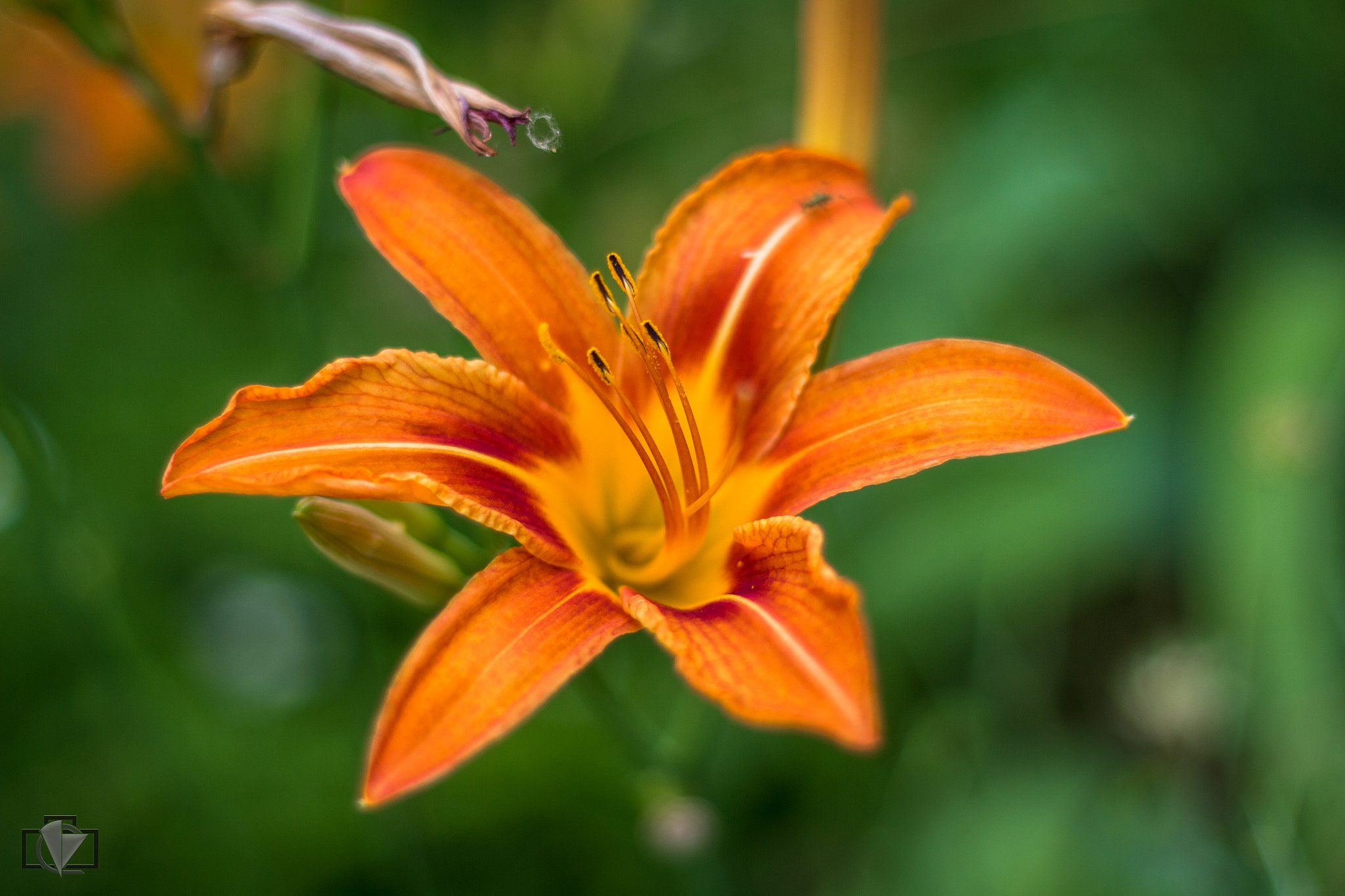 Canon EOS 700D (EOS Rebel T5i / EOS Kiss X7i) + Canon EF 50mm F1.8 II sample photo. Lily photography