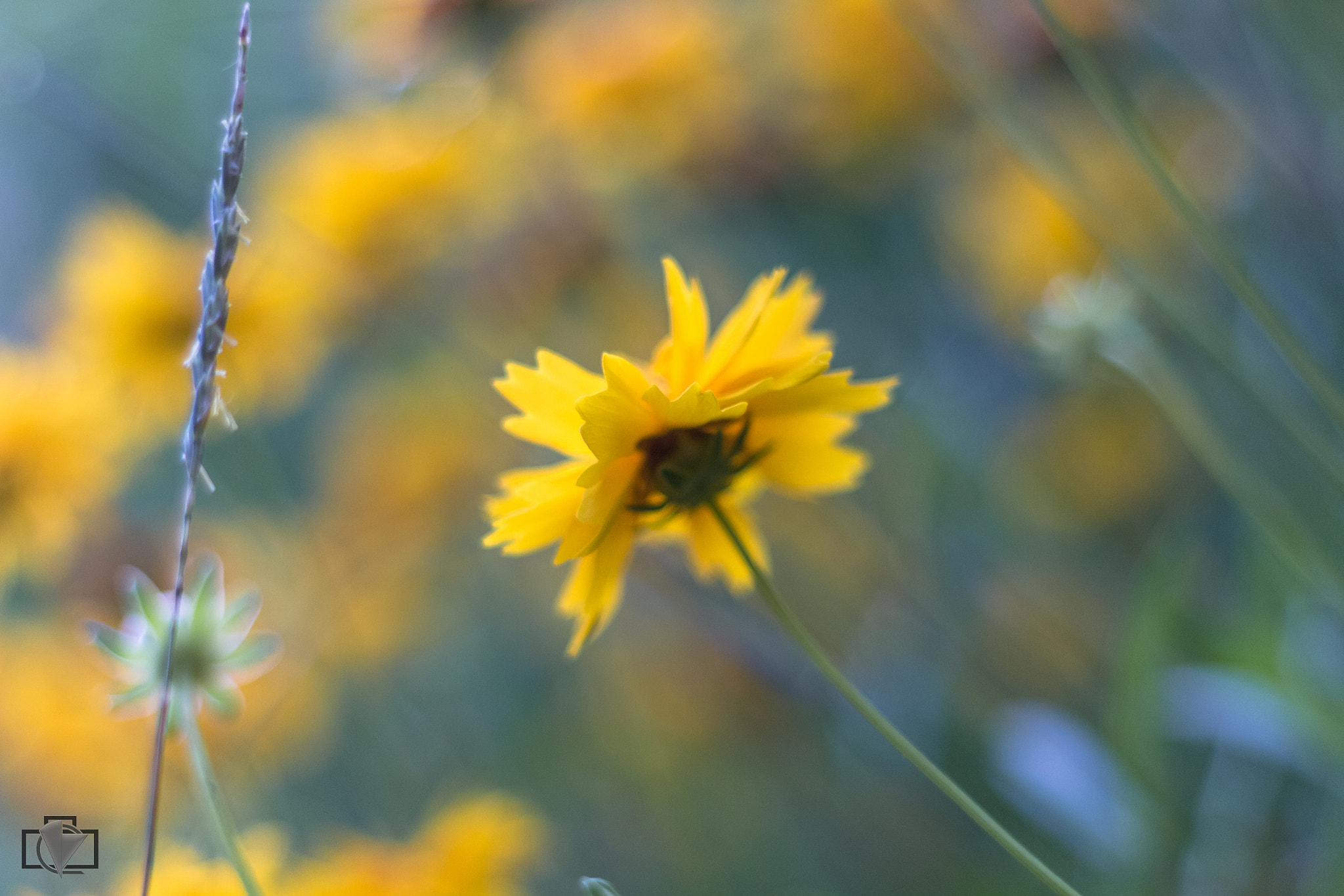 Canon EOS 700D (EOS Rebel T5i / EOS Kiss X7i) + Canon EF 50mm F1.8 II sample photo. Flo :) photography