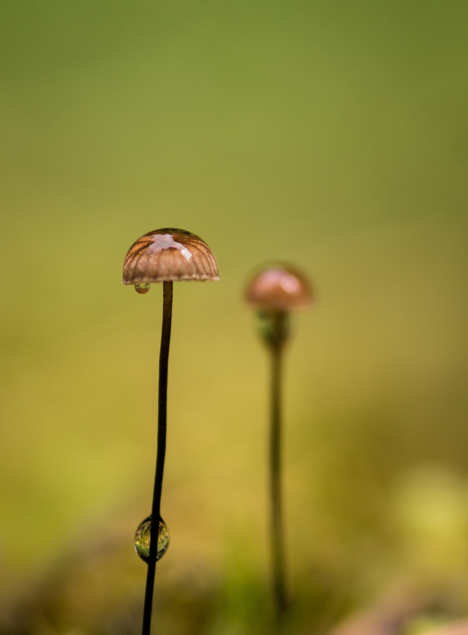 Sigma 30mm F1.4 EX DC HSM sample photo. Makroworld photography