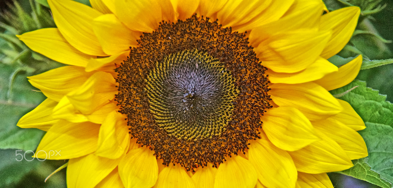 Sony DT 18-250mm F3.5-6.3 sample photo. Its a sunflower day ! photography