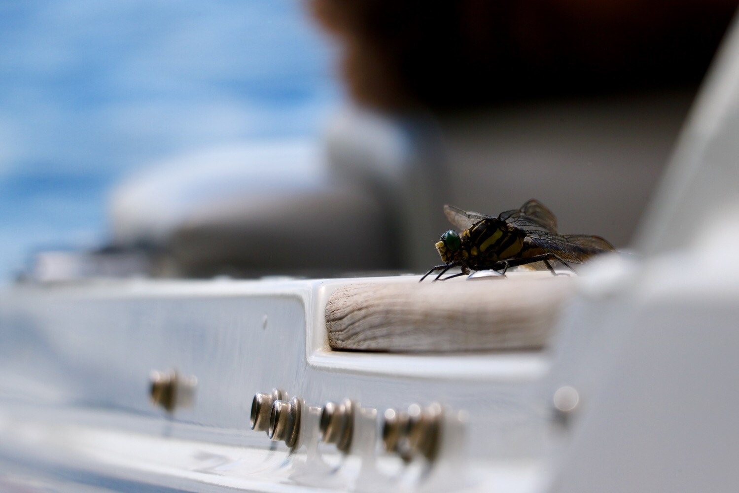 Canon EOS 760D (EOS Rebel T6s / EOS 8000D) sample photo. The dragon fly. photography
