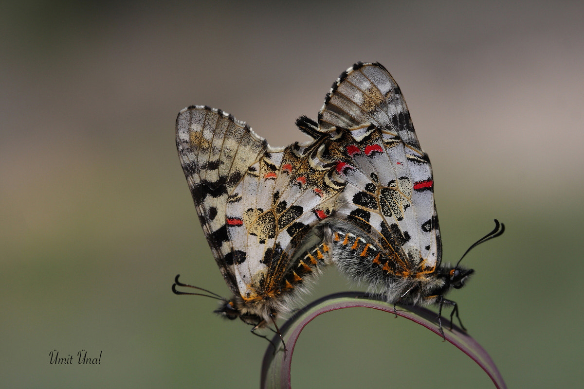 Canon EOS 40D + Canon EF 100mm F2.8 Macro USM sample photo. Eastern festoon photography