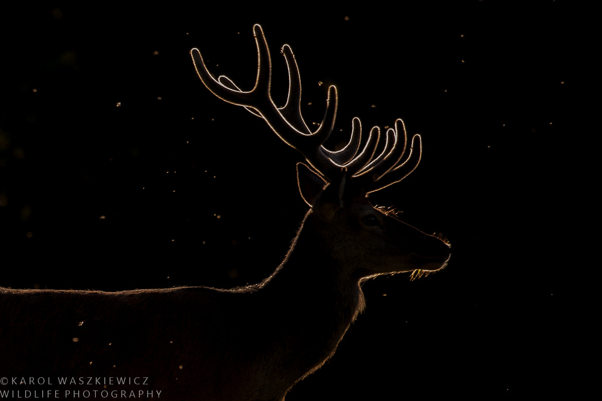 Nikon D3 sample photo. Red stag in the rim light photography