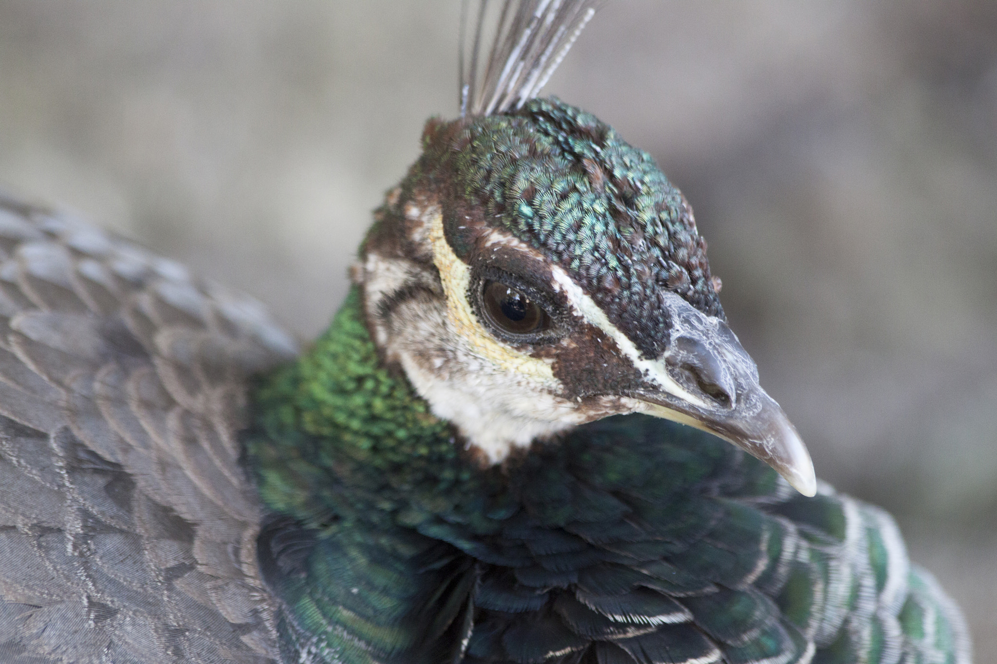 Canon EF 70-300mm F4-5.6 IS USM sample photo. Peahen photography