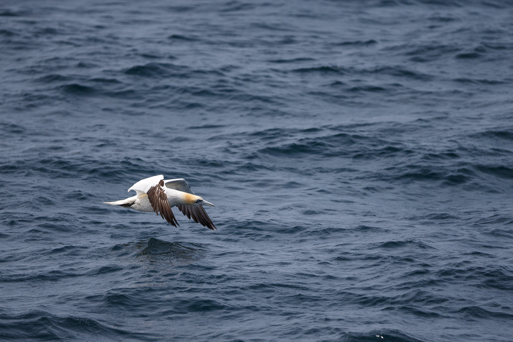Canon EOS-1D X sample photo. Northern gannet photography