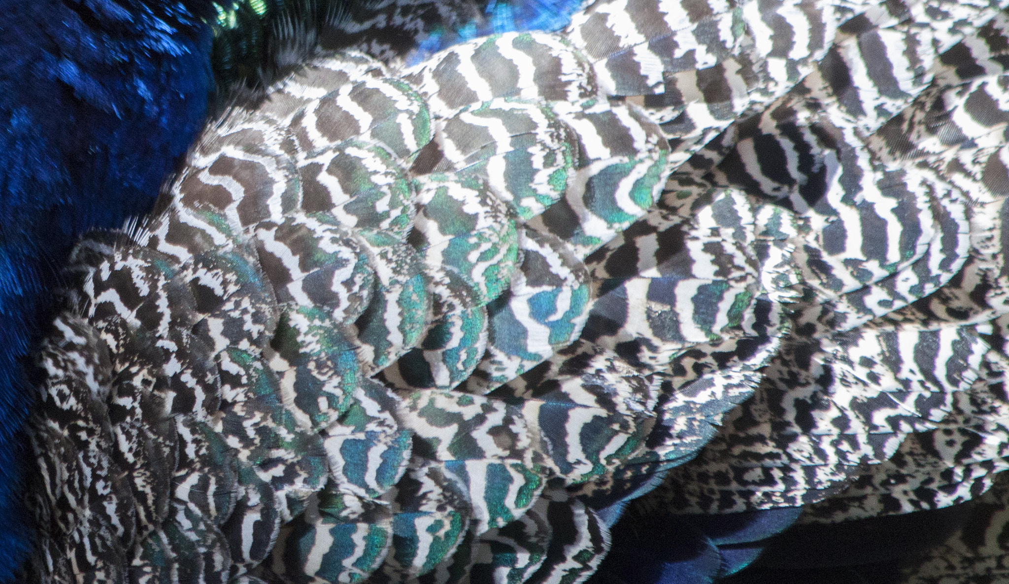 Canon EF 70-300mm F4-5.6 IS USM sample photo. Feathers photography