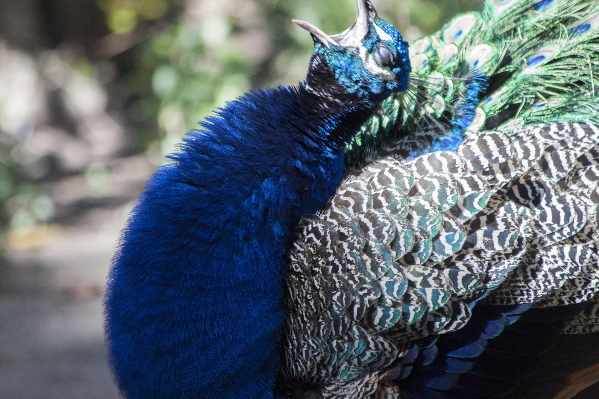 Canon EF 70-300mm F4-5.6 IS USM sample photo. Yawning peacock photography
