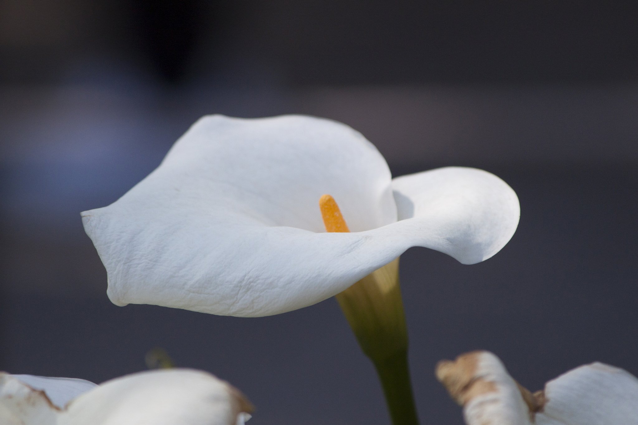 Canon EF 70-300mm F4-5.6 IS USM sample photo. Calla lily photography