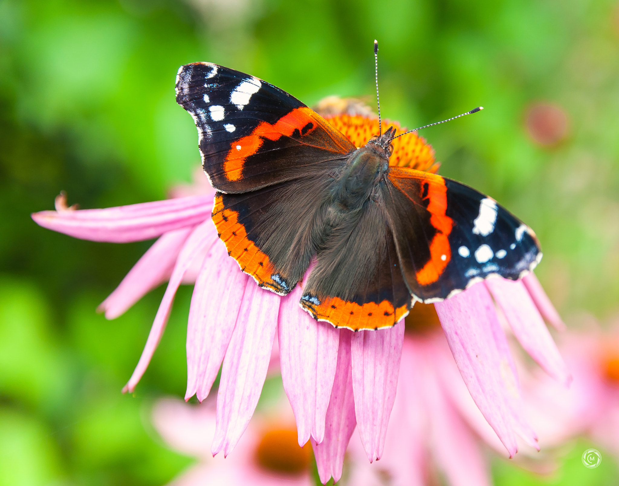 Sigma 17-50mm F2.8 EX DC OS HSM sample photo. Butterfly photography