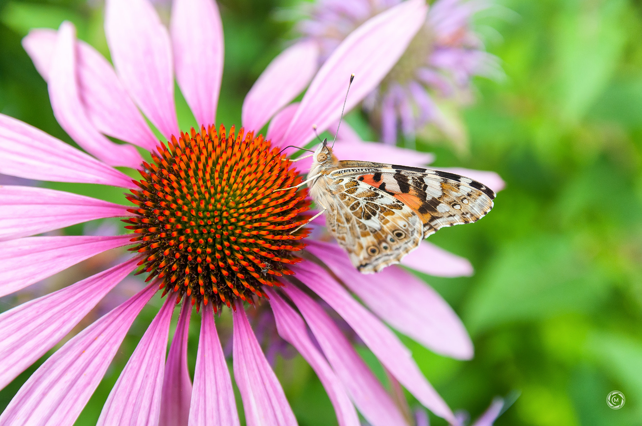 Sigma 17-50mm F2.8 EX DC OS HSM sample photo. Butterfly photography