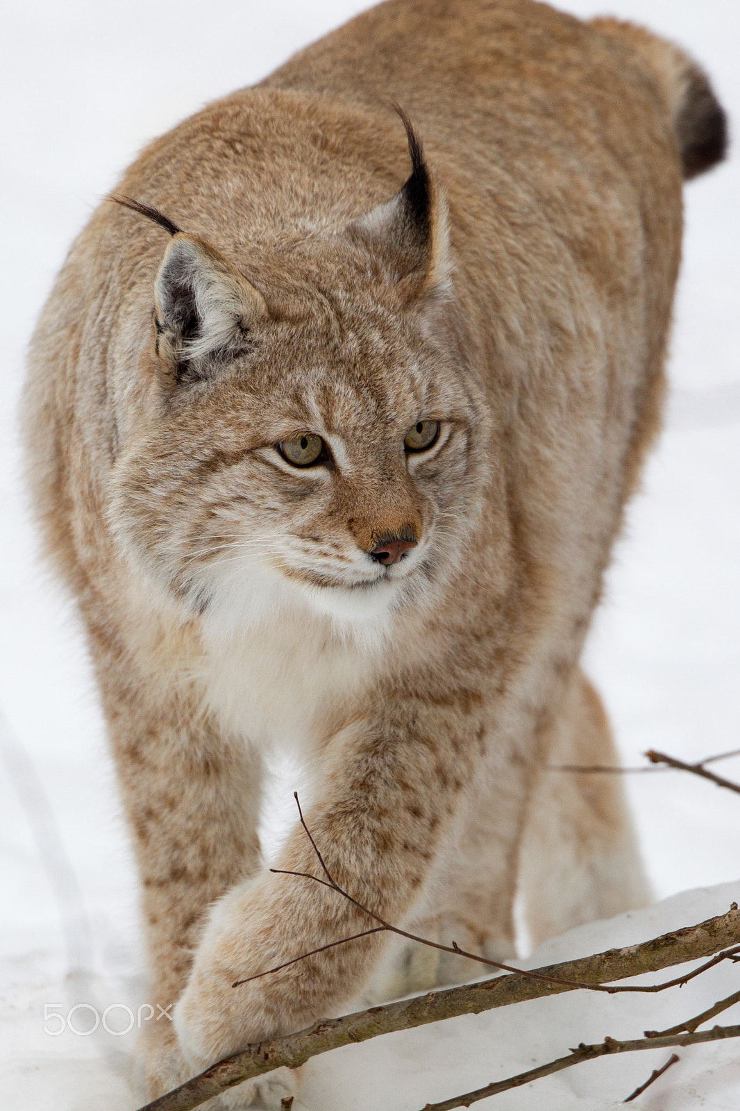Canon EF 300mm F2.8L IS II USM sample photo