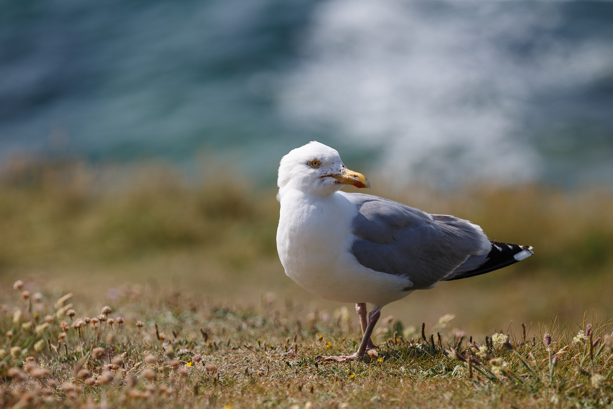 Canon EOS-1D X sample photo. Herring gull photography