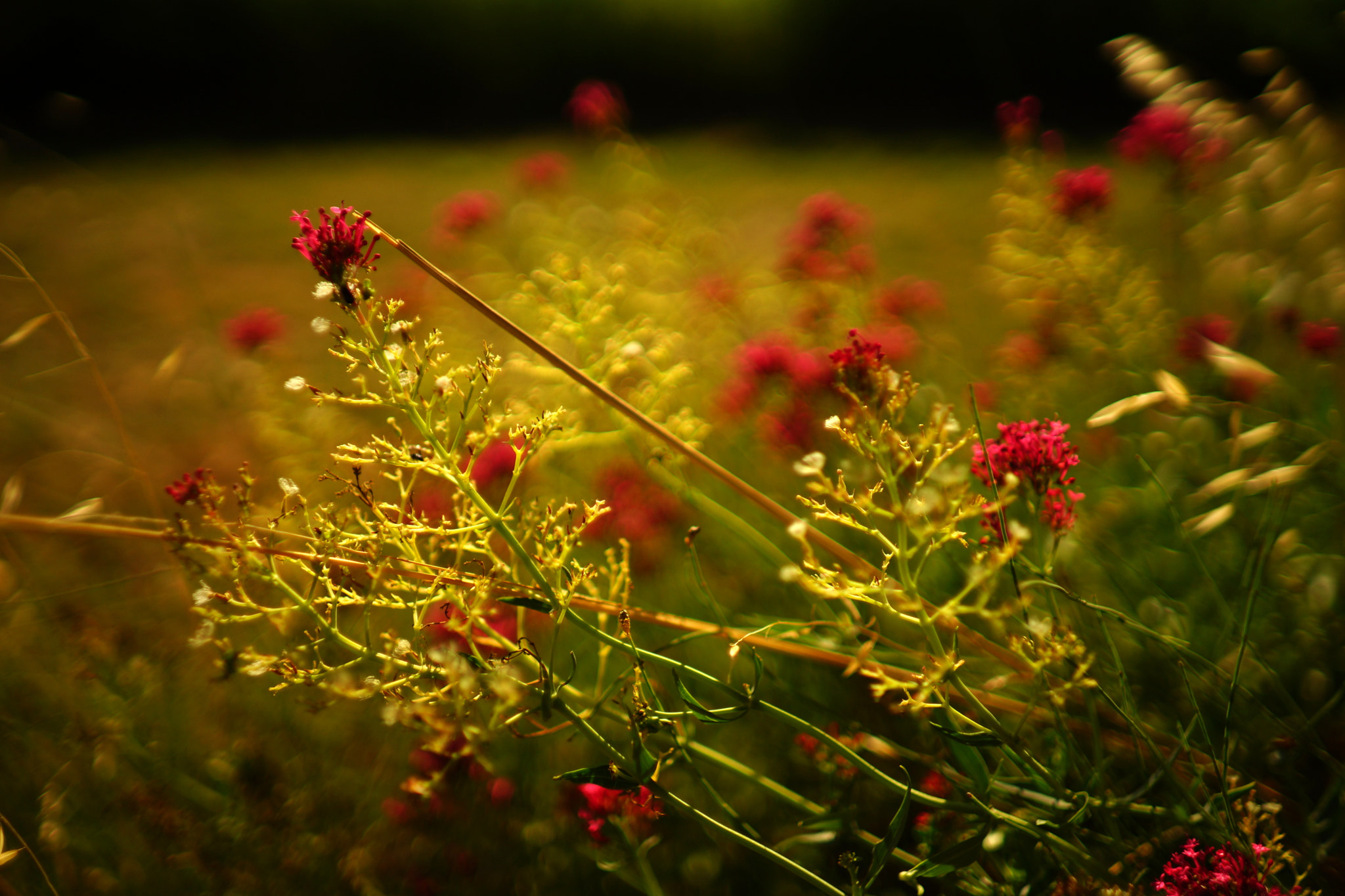 Sony a99 II sample photo. Provence, france, 2016 photography