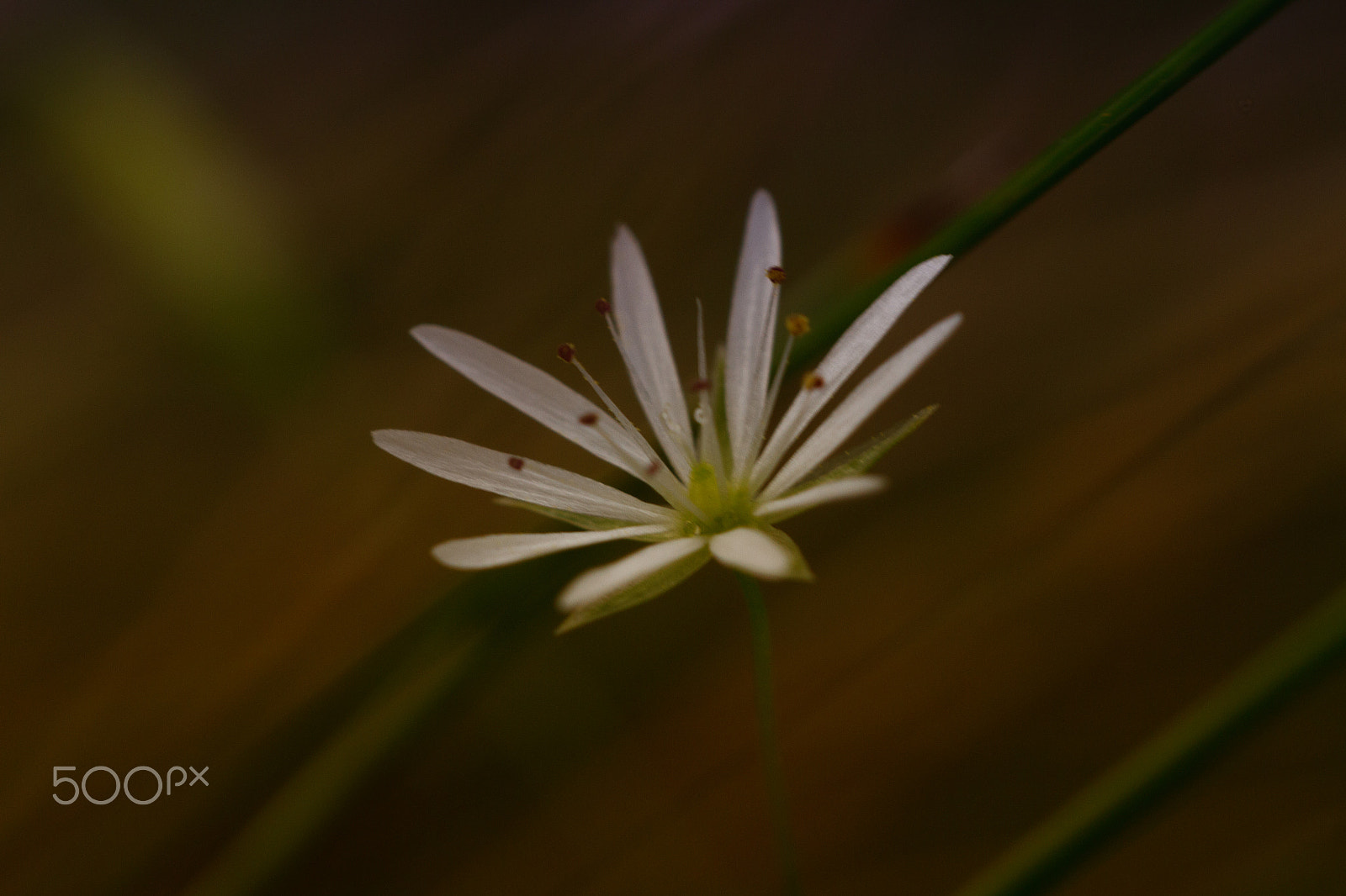 Sigma APO Macro 150mm f/2.8 EX DG HSM sample photo. White star photography