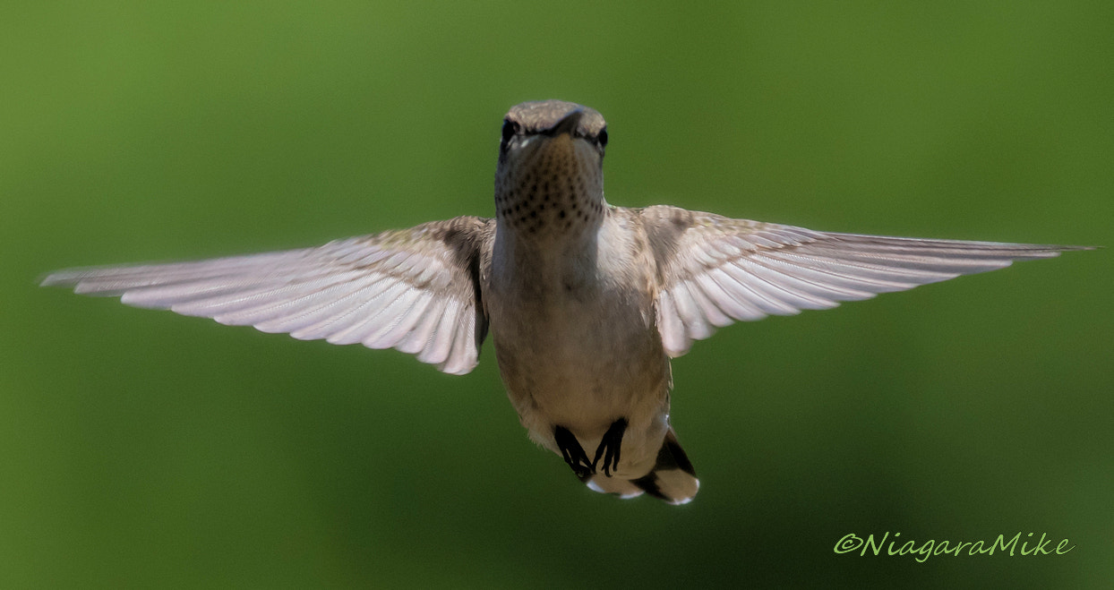 Nikon D810 + Nikon AF-S Nikkor 300mm F4D ED-IF sample photo. Hood display ornament? photography
