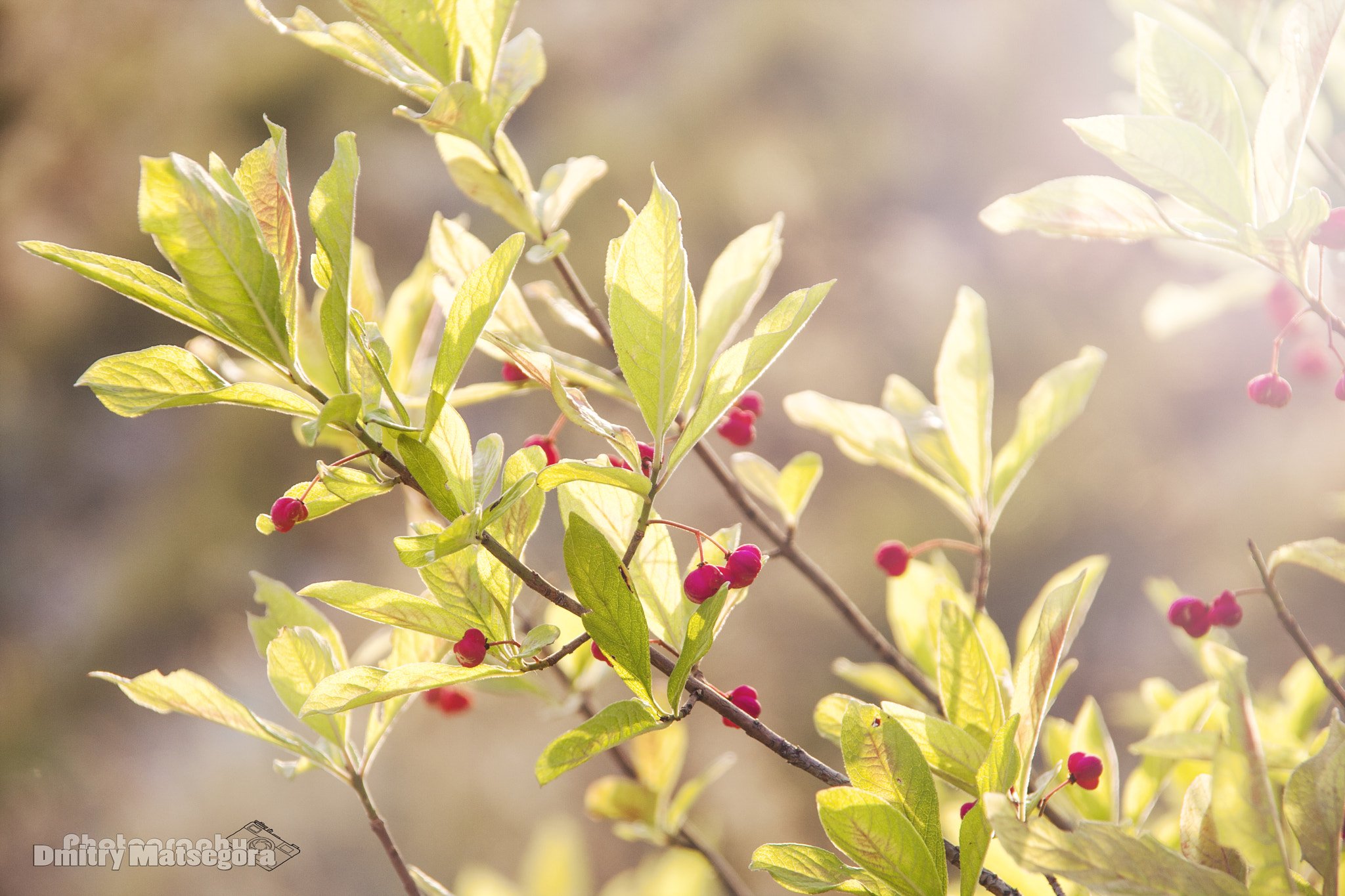 Sigma 18-125mm f/3.5-5.6 DC IF ASP sample photo. Unknown berries :) photography