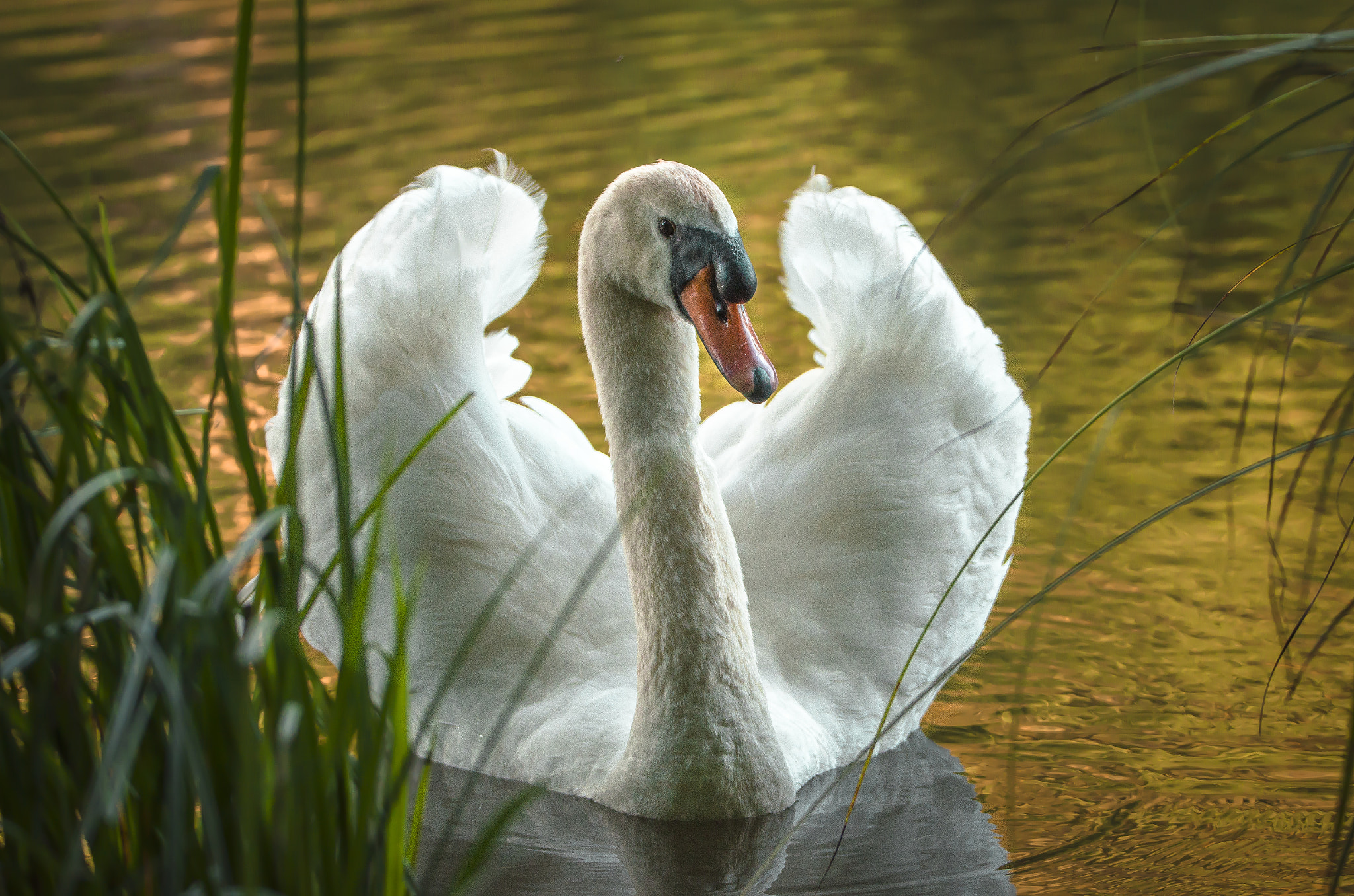 Sigma 150-600mm F5-6.3 DG OS HSM | C sample photo. Naughty swan photography