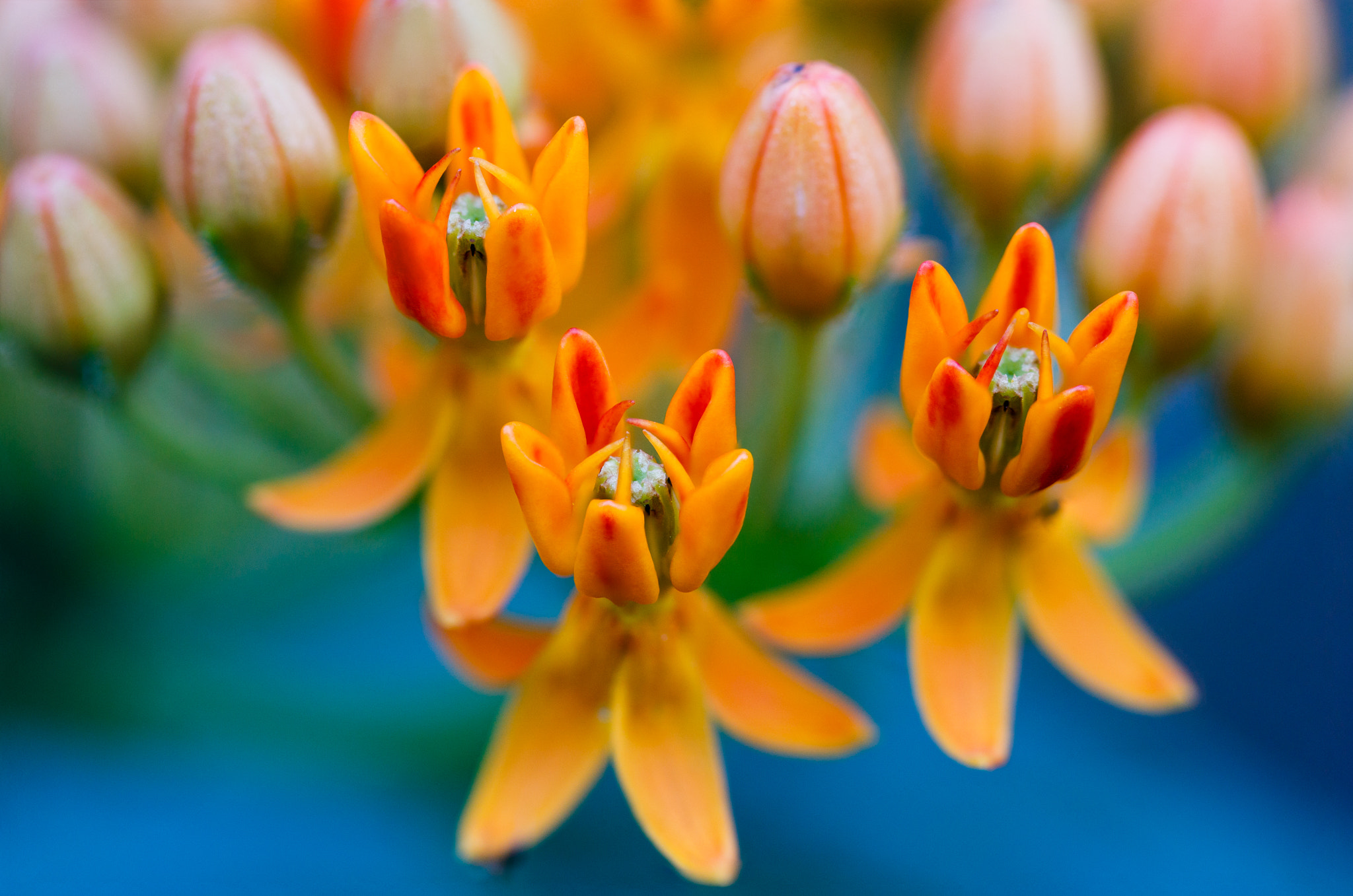Canon EOS M3 + Canon EF 100mm F2.8L Macro IS USM sample photo. Flower trio photography