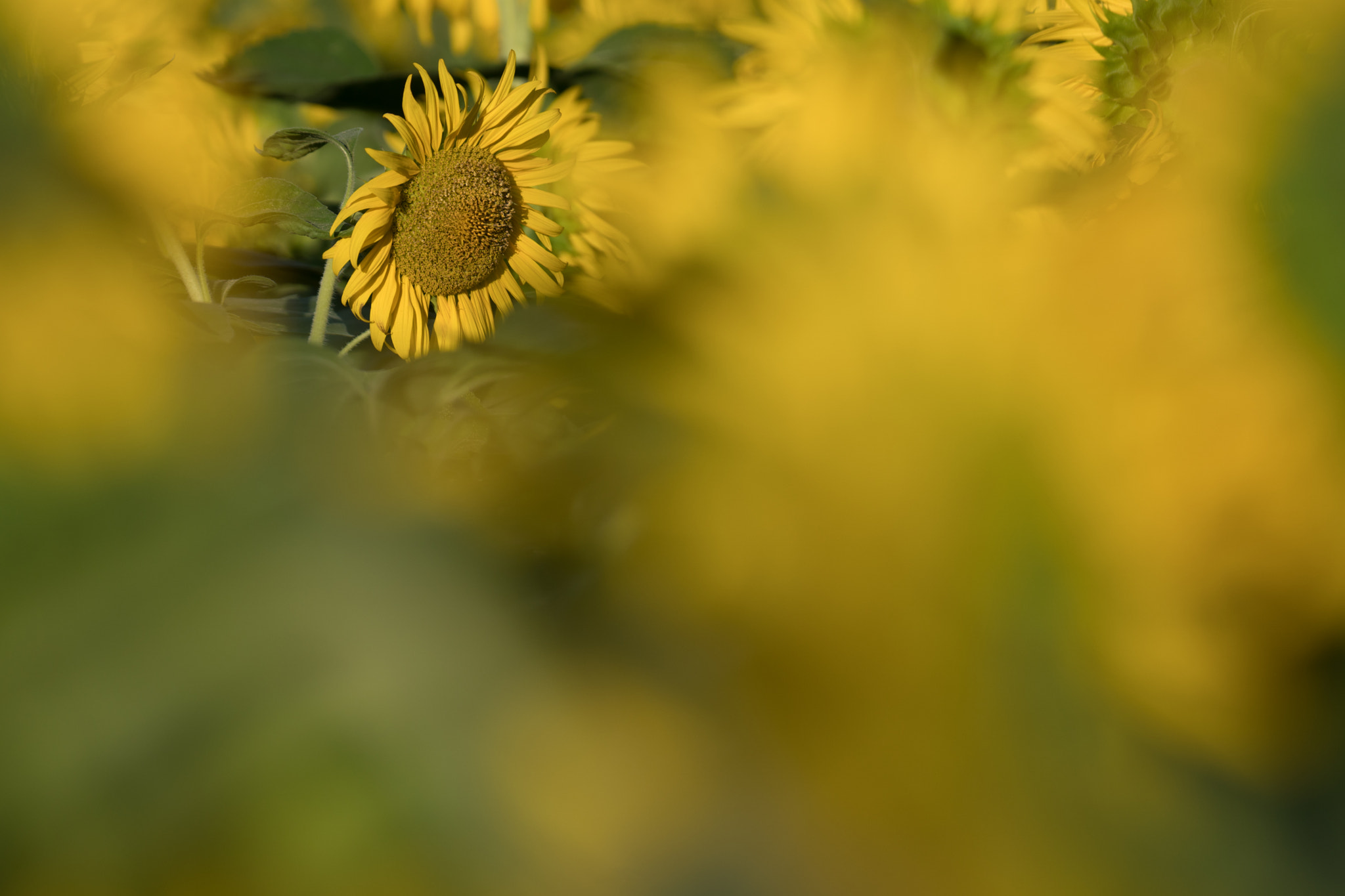 Sony a6300 + Sony FE 70-200mm F4 G OSS sample photo. Sunflowers photography