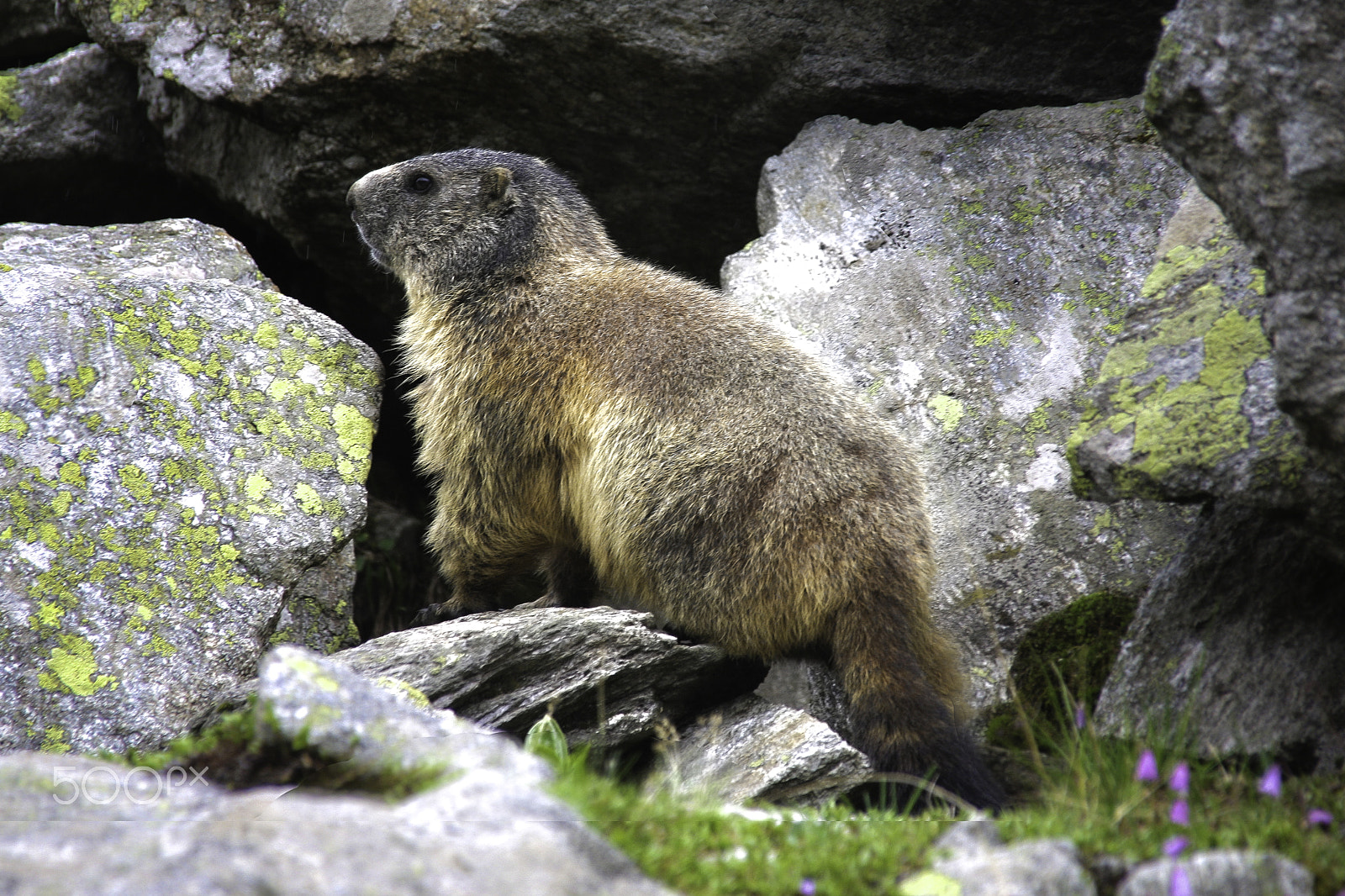Sigma 18-200mm f/3.5-6.3 DC OS sample photo. Handsome marmot in profile photography