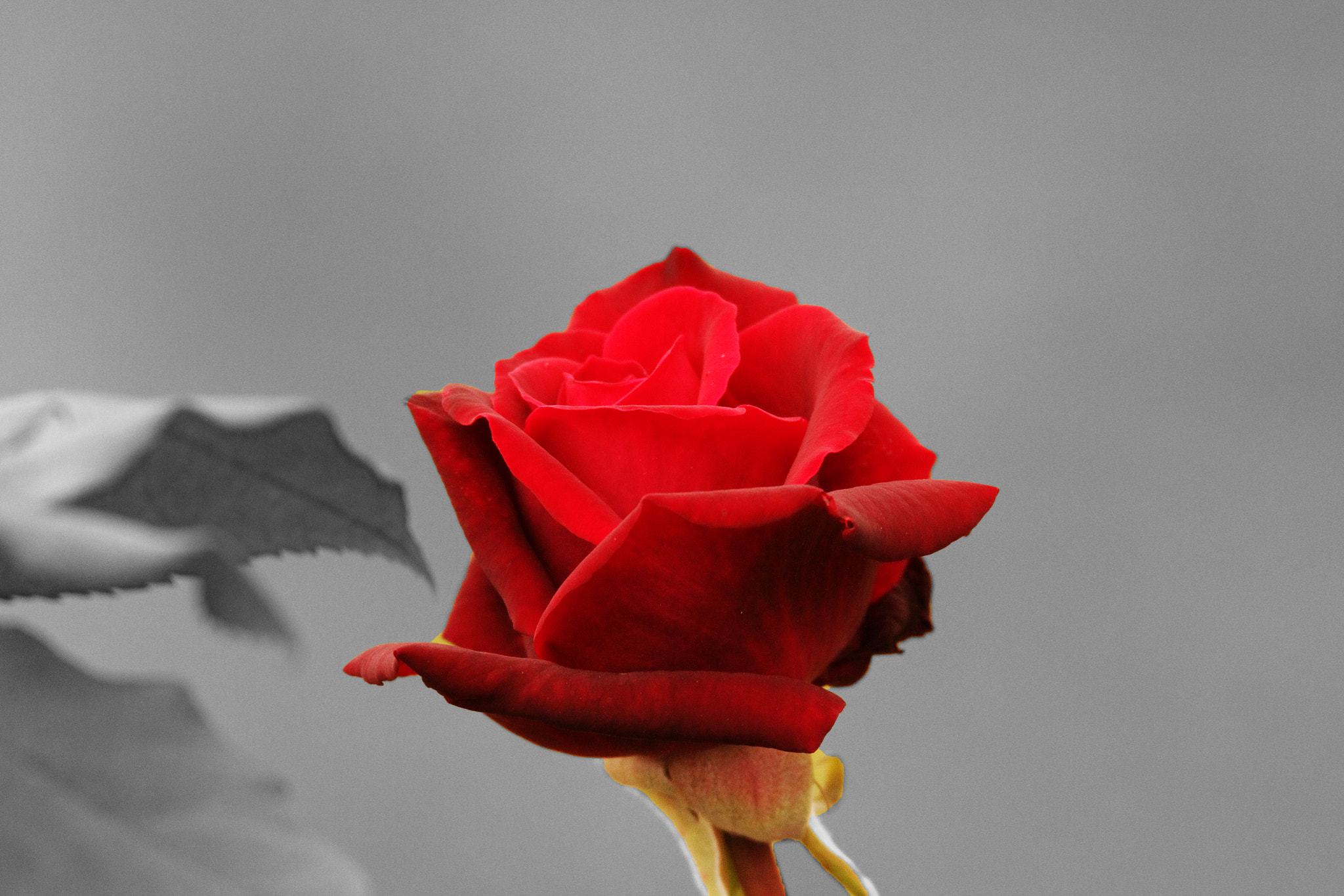 150-600mm F5-6.3 DG OS HSM | Sports 014 sample photo. Rose on grey.jpg photography