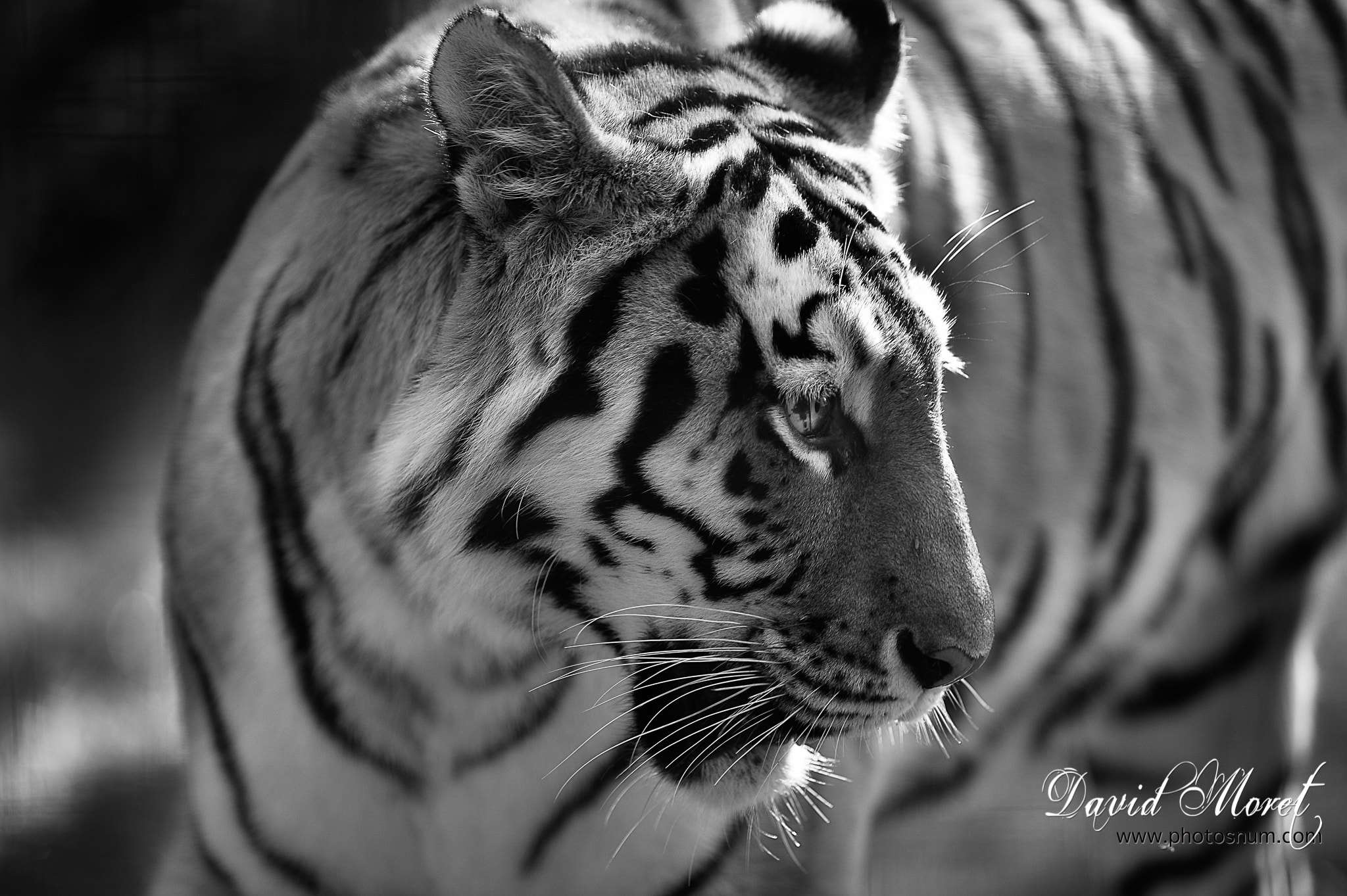 Nikon AF-S Nikkor 300mm F2.8G ED VR II sample photo. Tiger photography