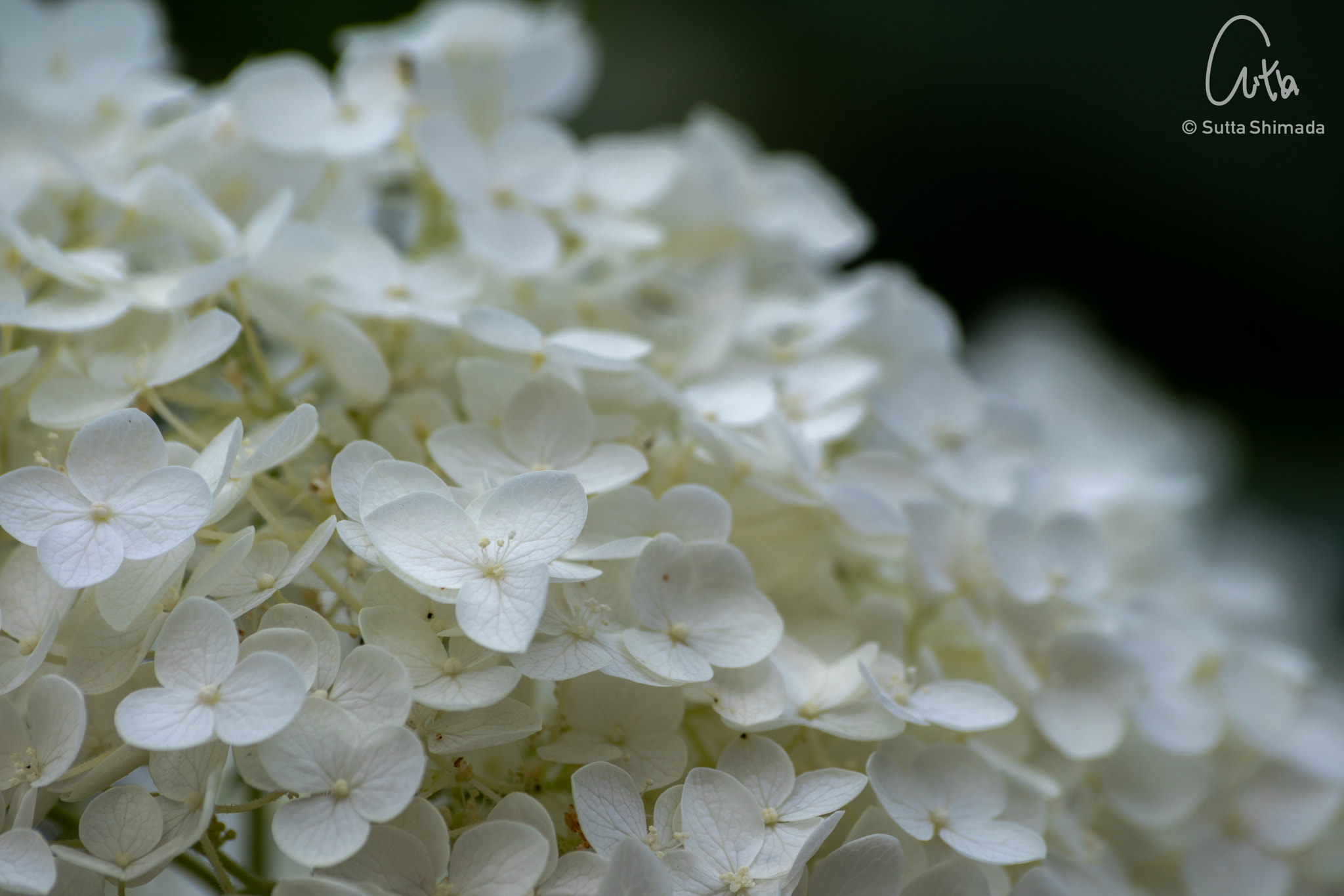 Canon EOS M3 sample photo. Hydrangea photography