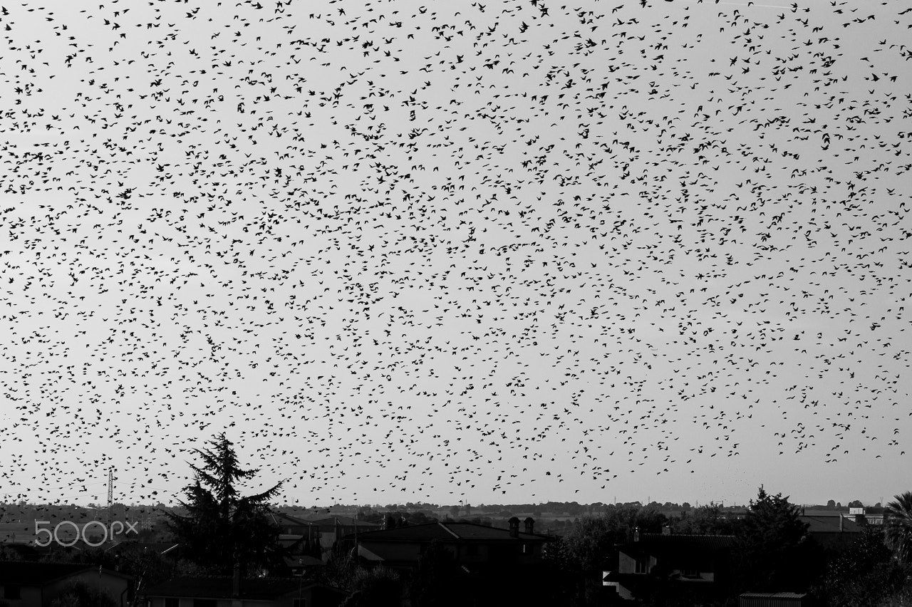 Sony SLT-A58 sample photo. Some birds photography
