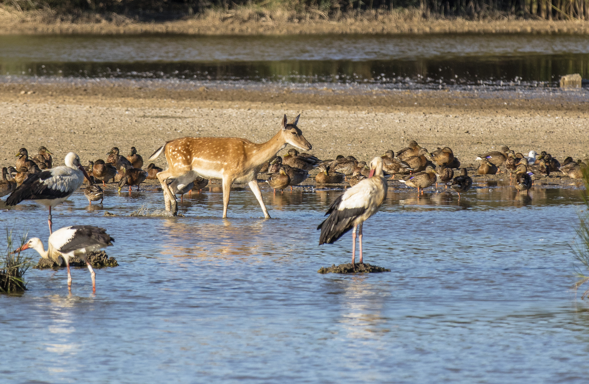 Canon EOS 5DS R + Canon EF 70-200mm F2.8L IS II USM sample photo. Daina photography