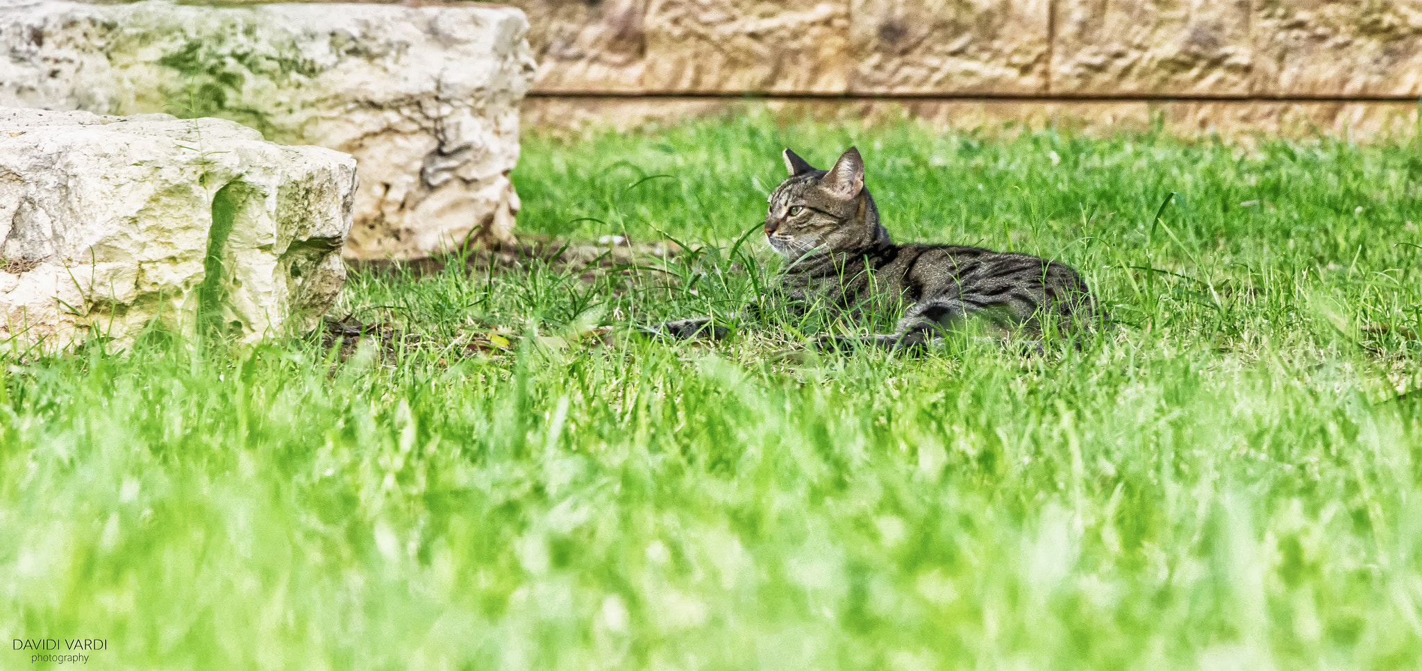 Canon EOS 600D (Rebel EOS T3i / EOS Kiss X5) sample photo. Wild cat photography