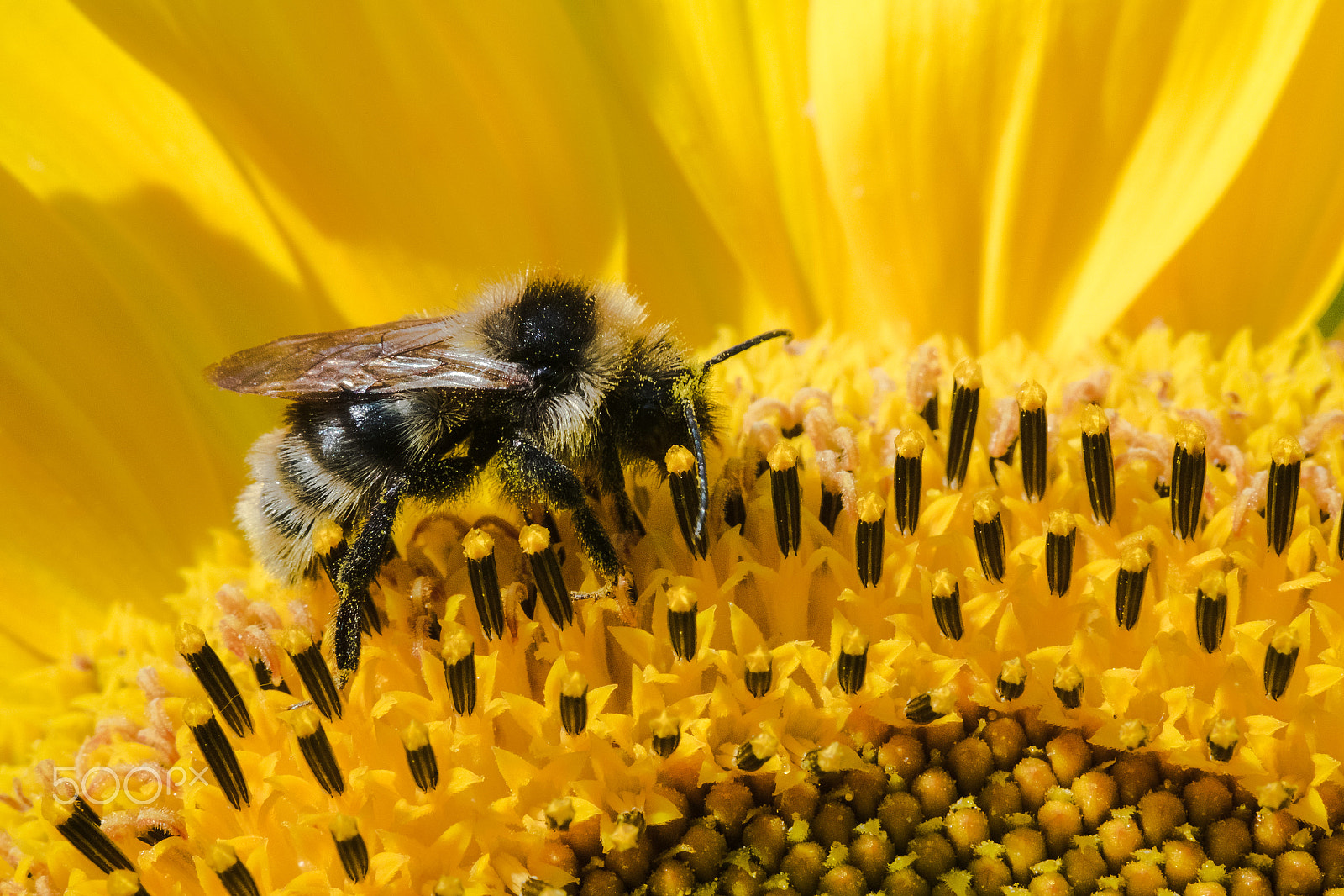 Fujifilm X-E2 + Fujifilm XF 60mm F2.4 R Macro sample photo. Honey bee collects pollen in the sunflower macro view photography