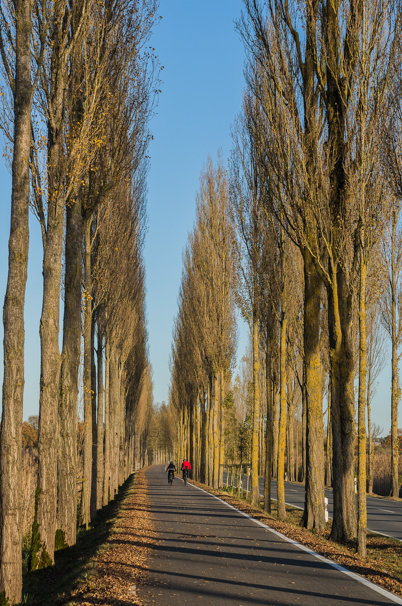 Sony Alpha NEX-6 + E 50mm F1.8 OSS sample photo. Poplar alley photography