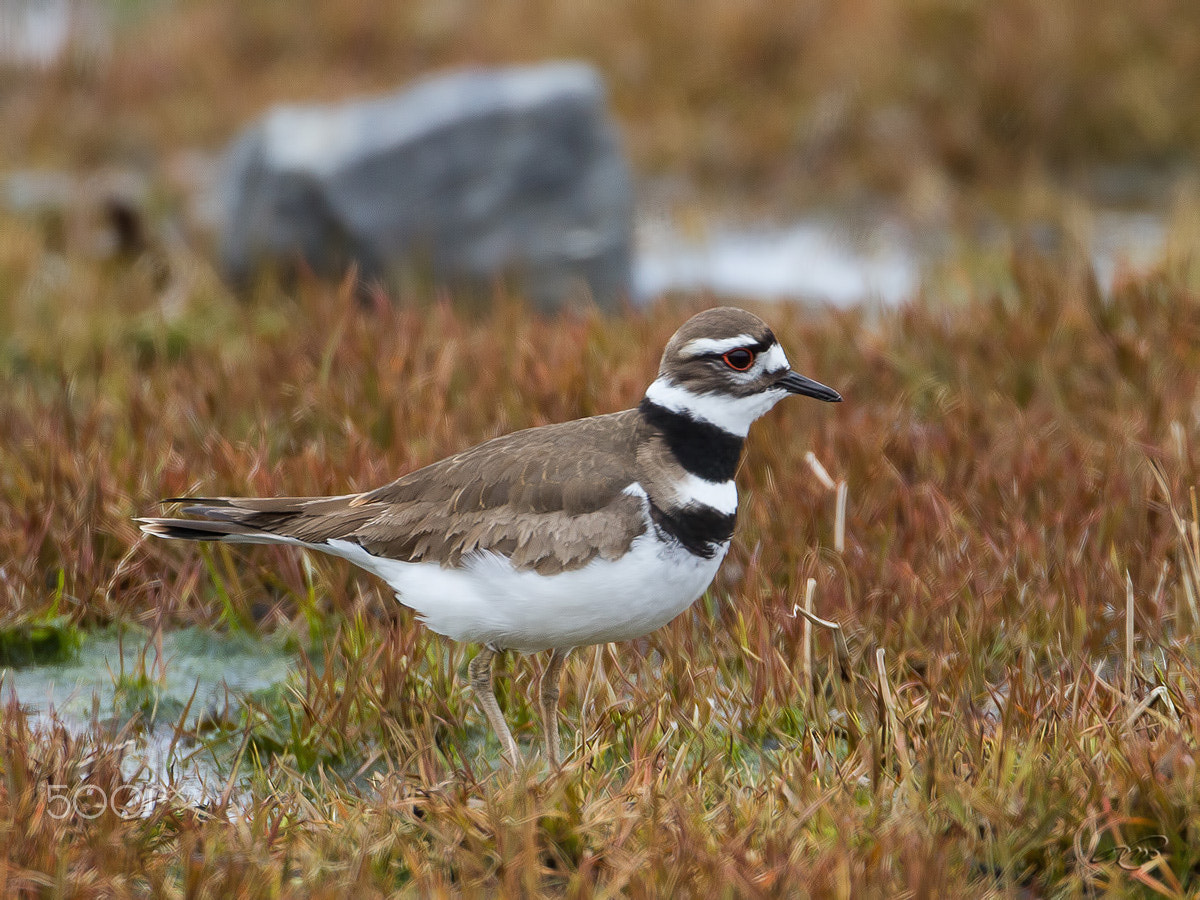 Canon EF 500mm F4L IS USM sample photo. Killdeer photography