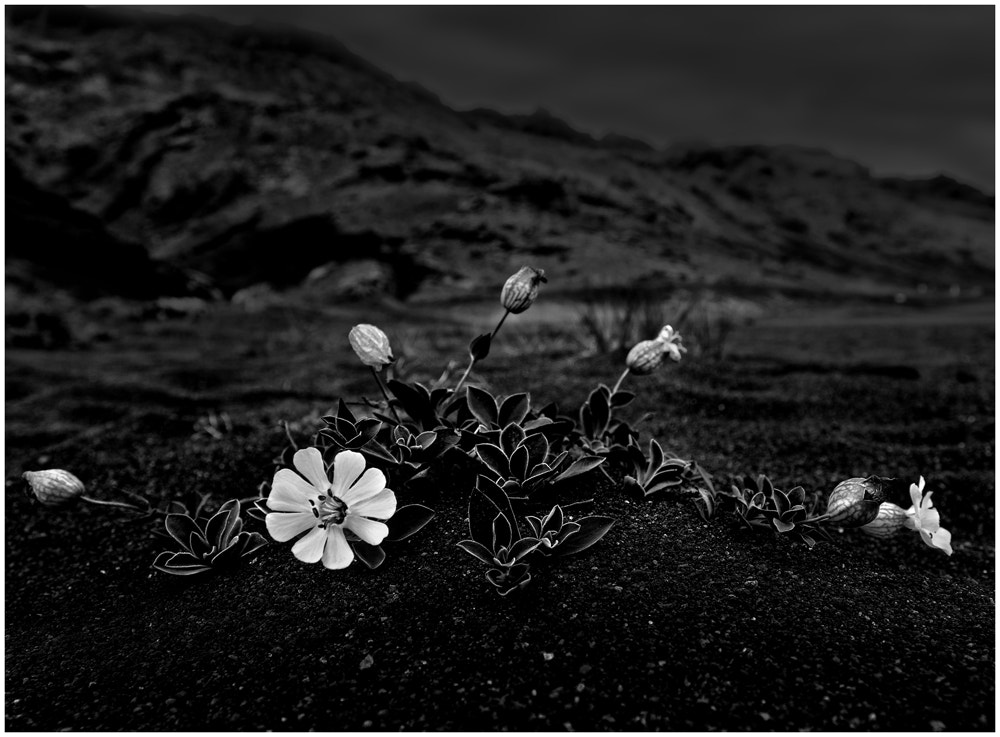 Nikon AF-S Nikkor 17-35mm F2.8D ED-IF sample photo. Strandblume photography